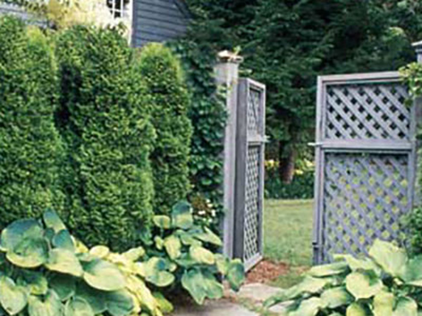 Privacy Shrubs 20 Evergreens to Consider   This Old House
