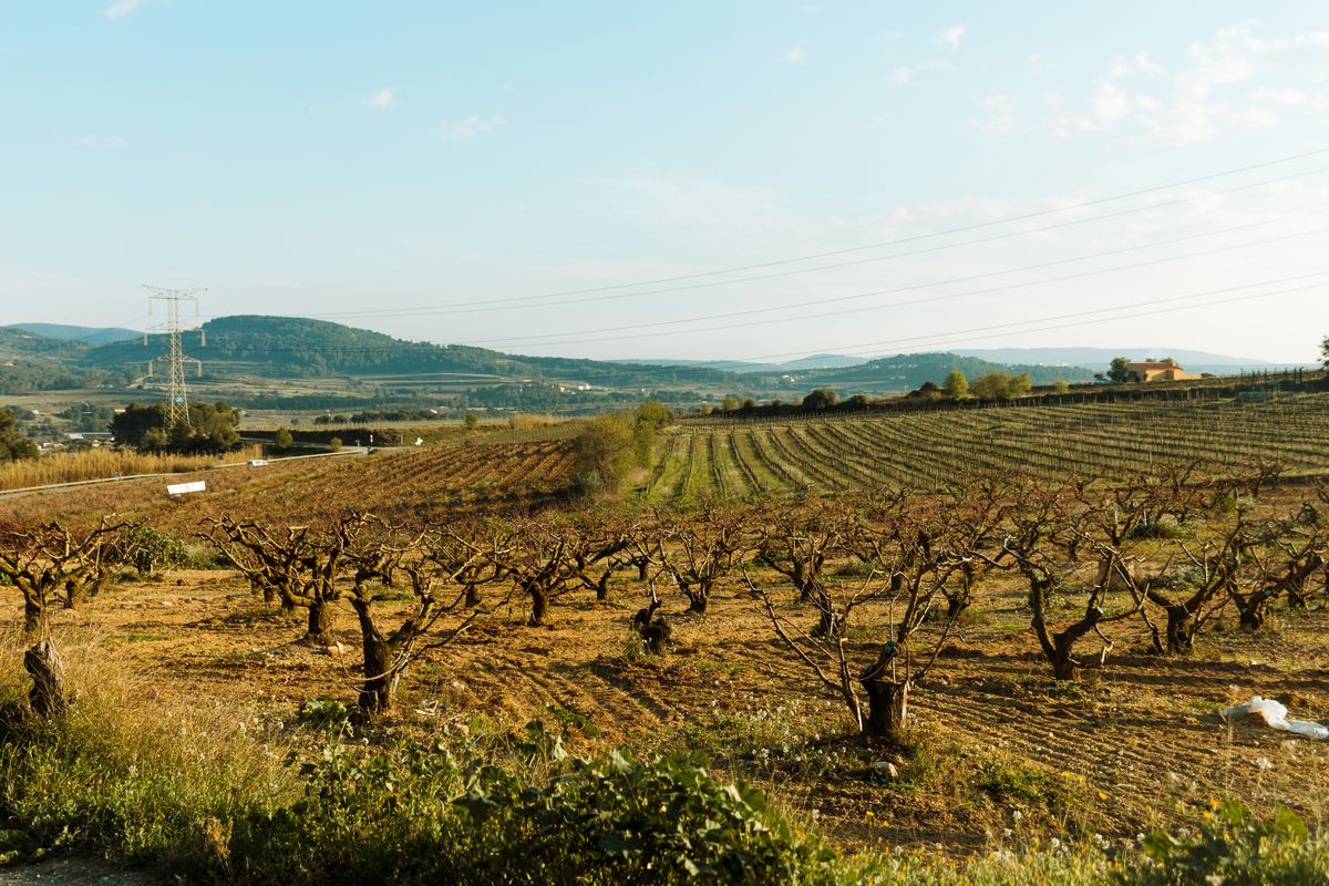 A field of grape vines. 