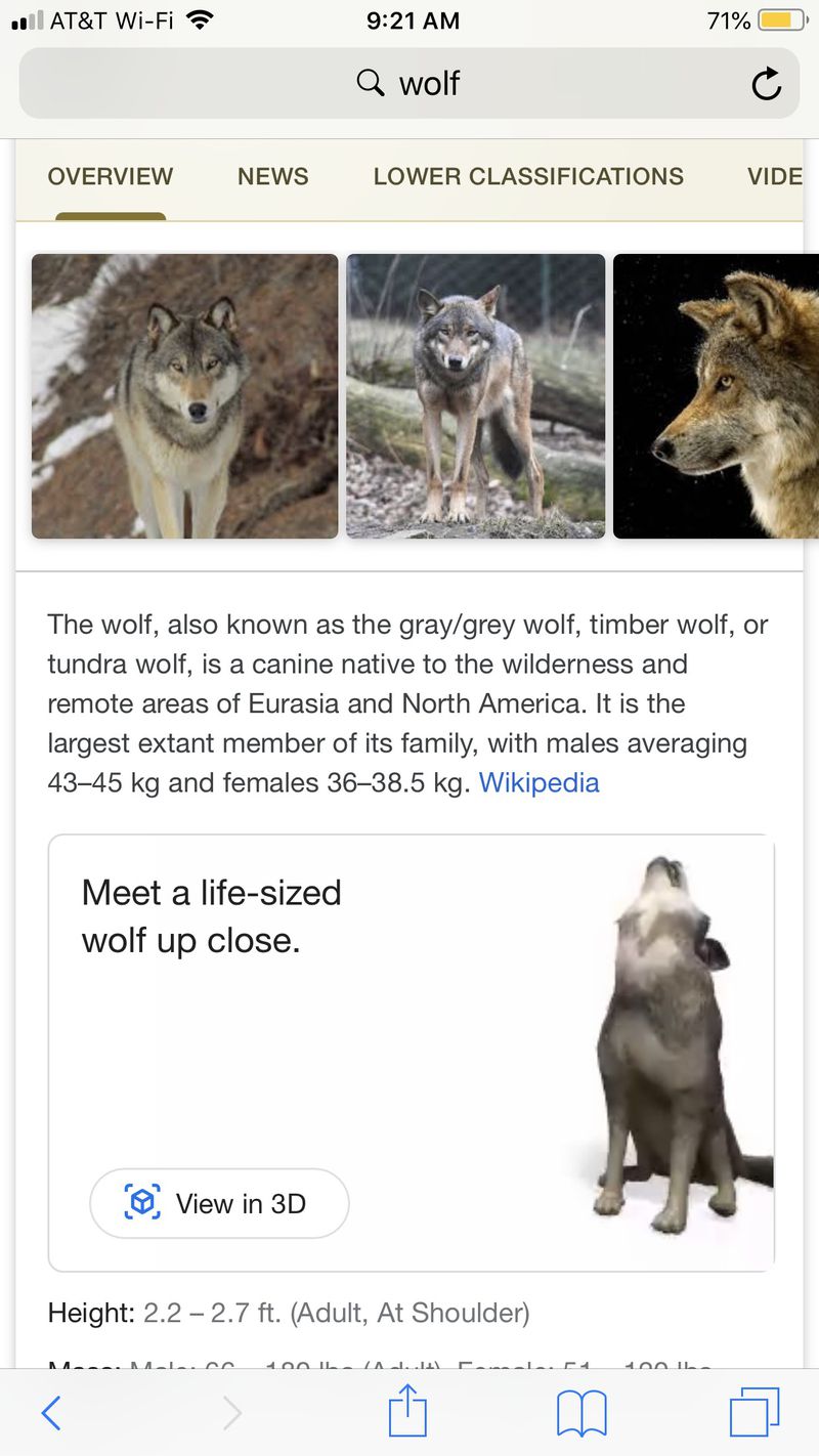 Here's how to look at life-size animals in AR through Google search - The  Verge