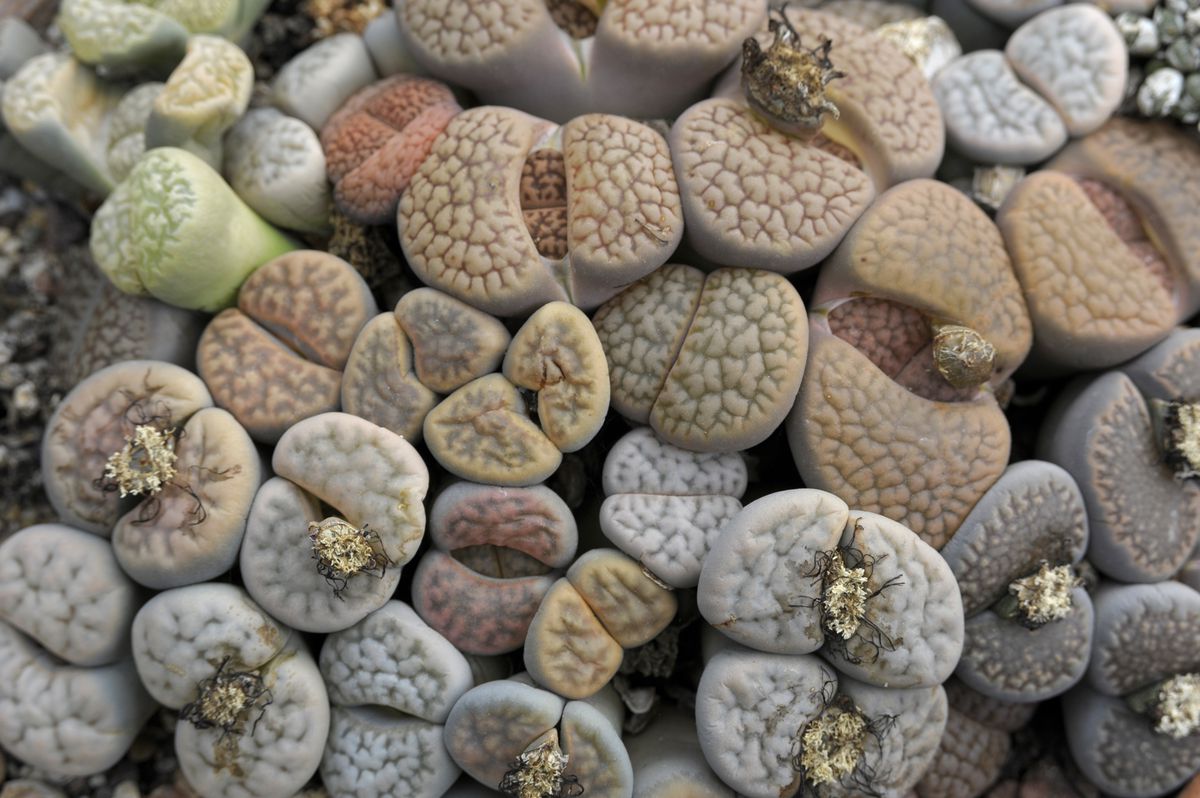 Living stones, Aizoaceae
