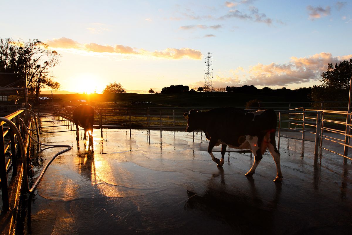 Dairy Farming In Waikato