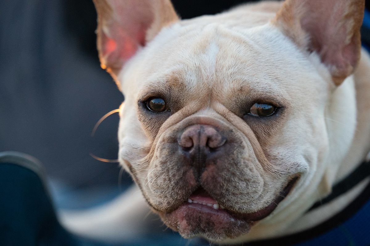 Closeup of the face of a dog, maybe a pug? with a VERY wrinkly face. It appears to be smiling.