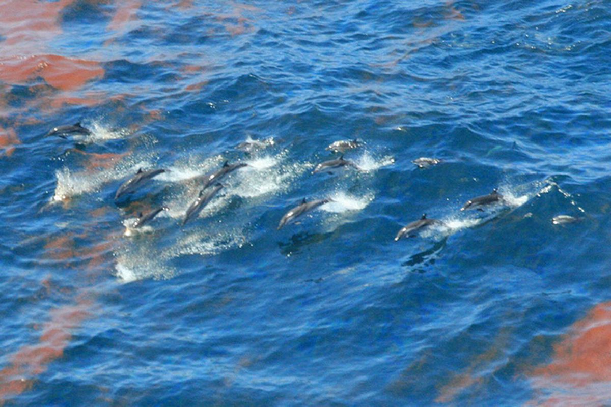 dolphins in the gulf NOAA flickr