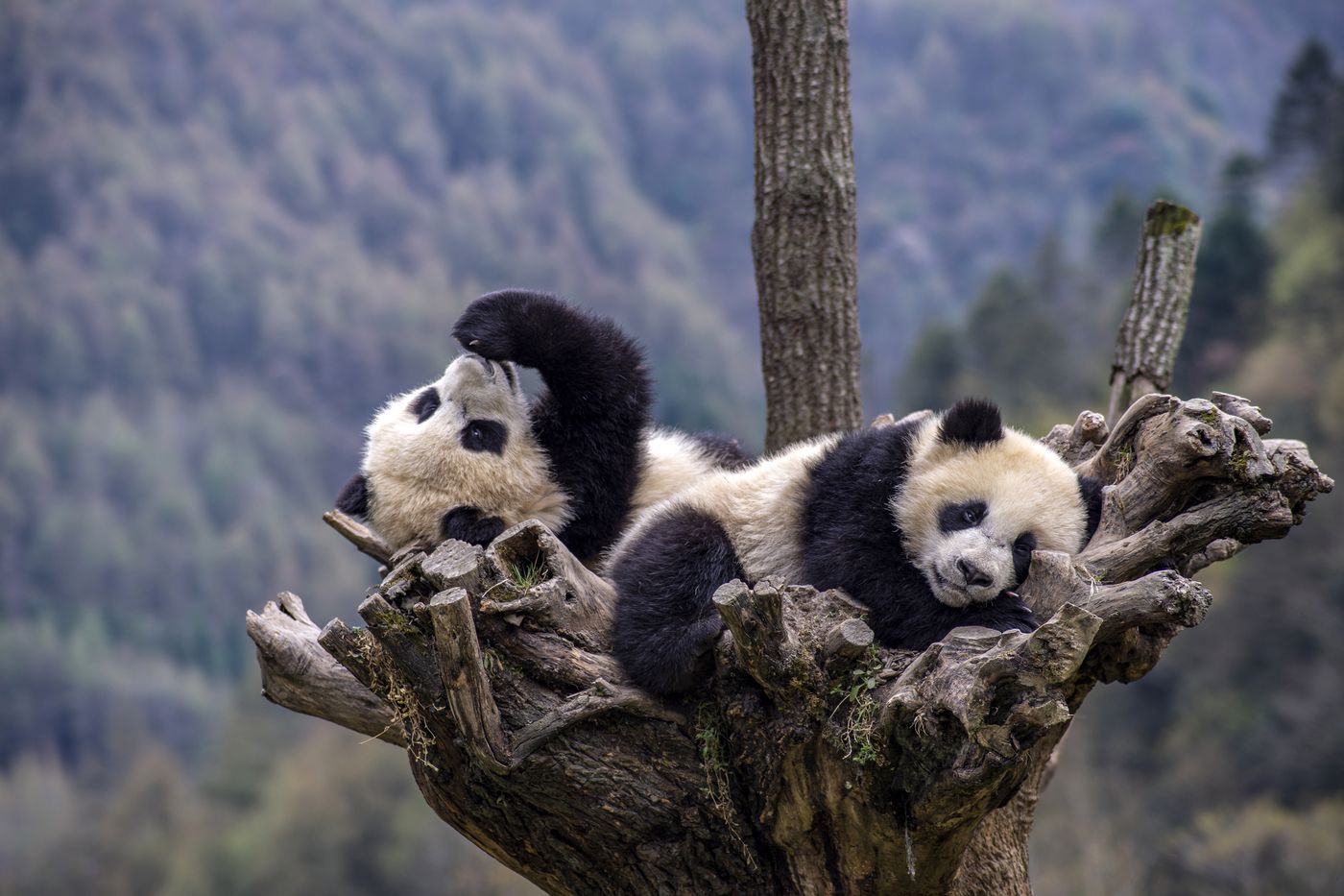 How we saved pandas from extinction as the rest of nature collapsed - Vox