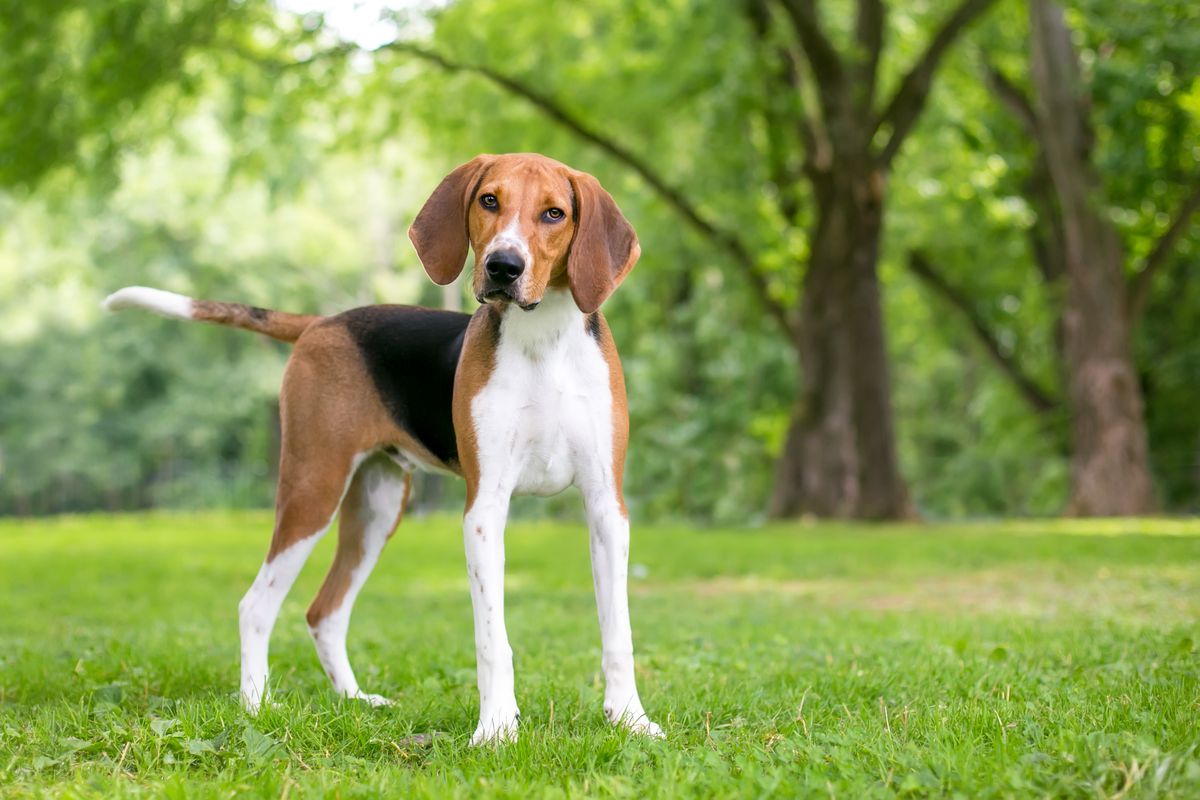 An American Foxhound standing and looking at the camera with its head tilted