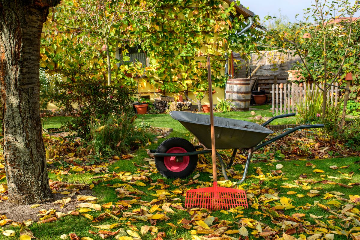 Wheel barrow in lawn with leaves.