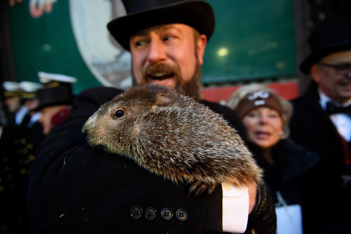 Handler AJ Dereume holds Punxsutawney Phil after he did not see his shadow predicting an early spring during the 133rd annual Groundhog Day festivities on February 2, 2019 in Punxsutawney, Pennsylvania.