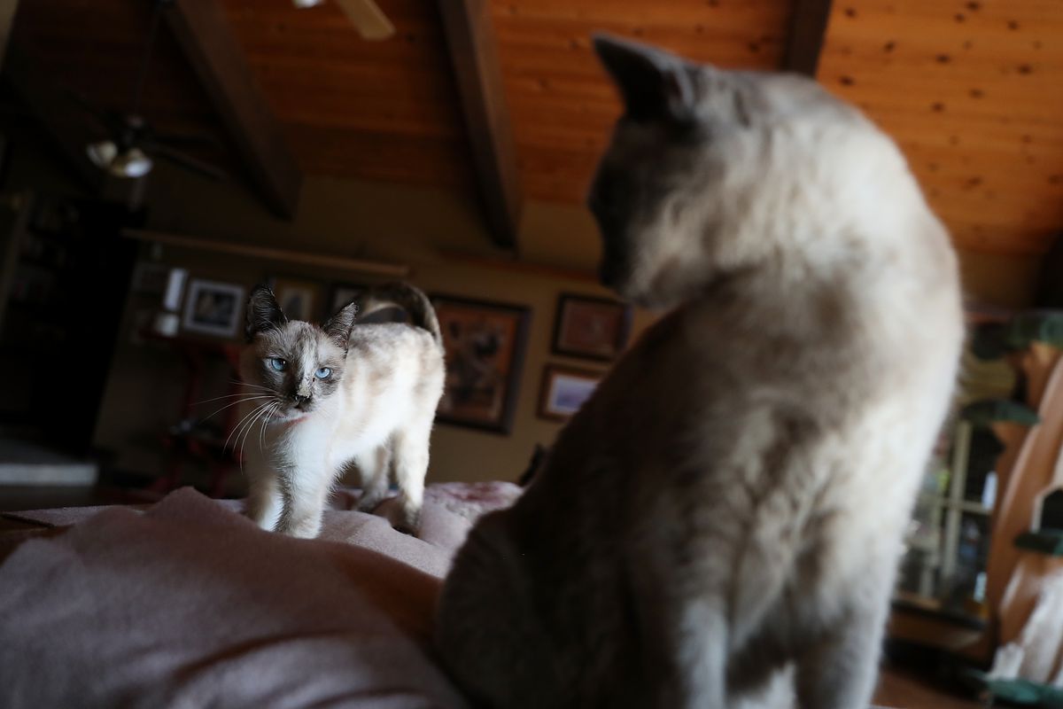 'Cat Lady' Turns California Home Into No-Cage Cat Sanctuary
