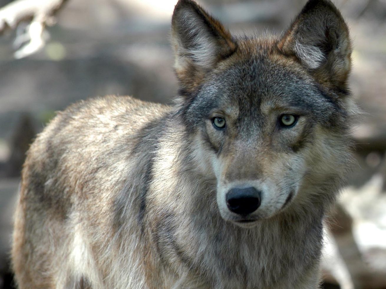 A gray wolf is pictured at the Wildlife Science Center in Forest Lake, Minn.