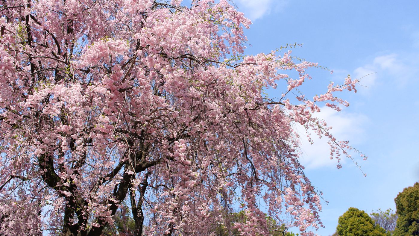 Everything You Need to Know About Pink Weeping Cherry Trees   This ...