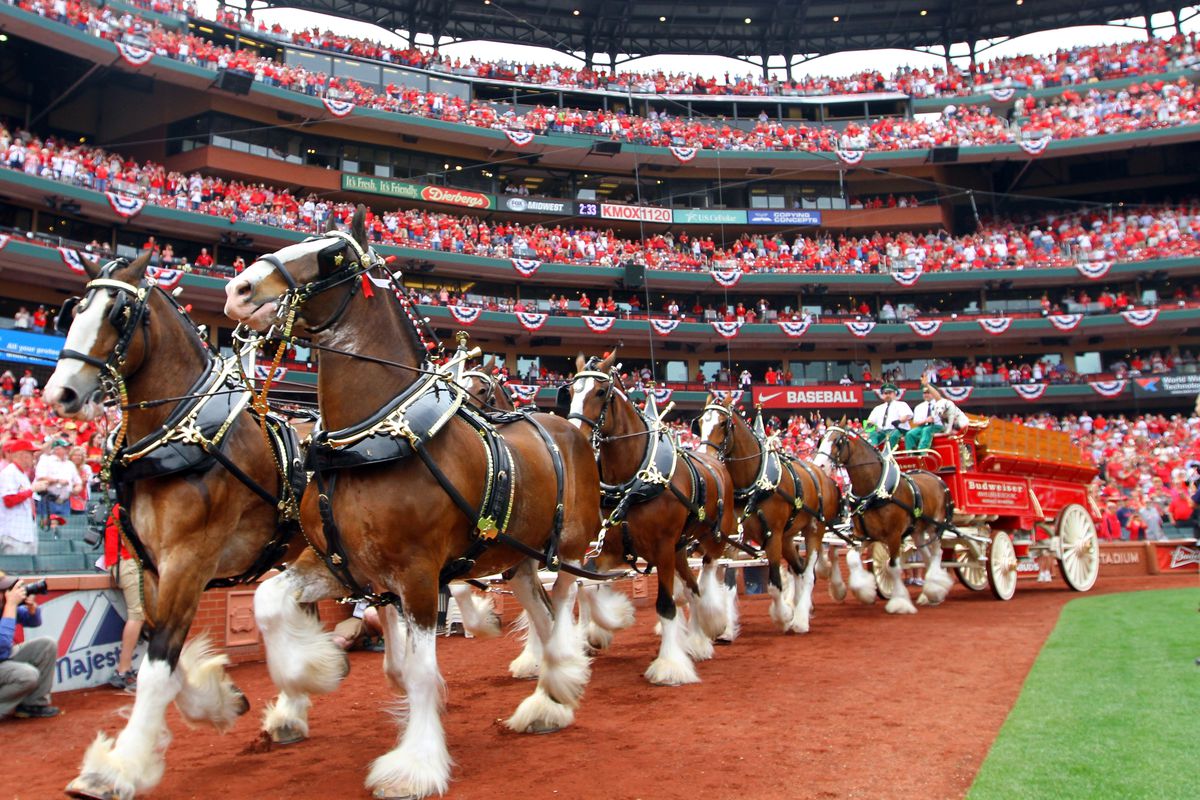 Their Clydesdales trot around baseball fields, but have no idea where they are either.