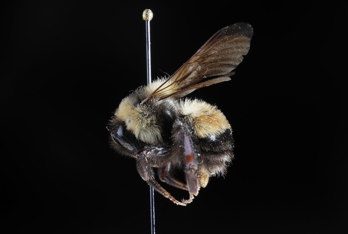 An archived bee specimen with black, yellow and orange coloring is displayed with a pin through it against a black background.