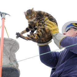A Rocky Mountain Power employee helps a cat down from a power line pole on Tuesday, Dec. 31, 2013, in the backyard of a home in Salt Lake County. While the cat was being lowered down, it jumped onto a tool shed before running into neighbors' yards.