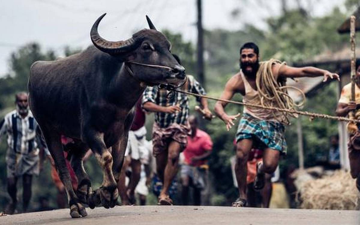 La gente persigue al toro escapado en Jallikattu.