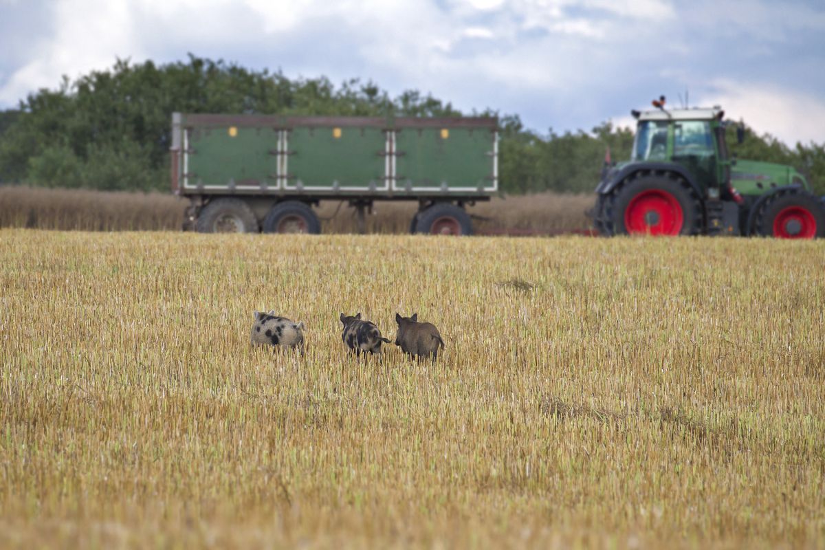Tractor and feral pigs with wild boar fleeing through stubble field in summer.