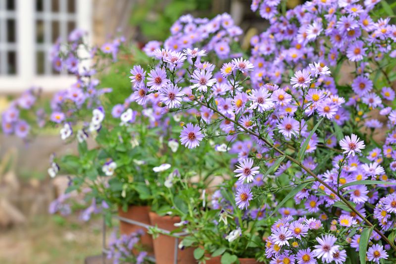 Purple Aster flowers in full bloom in front of an out of focus house. 