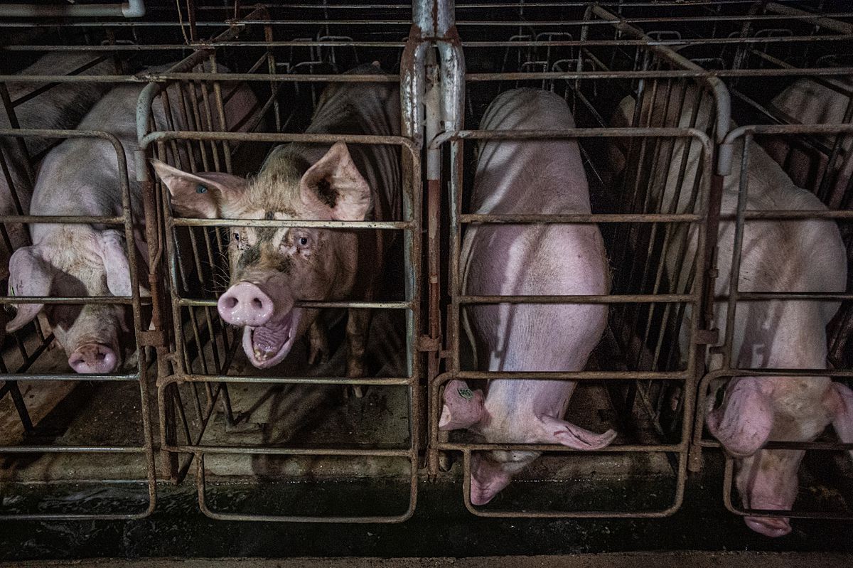 Four pigs are seen inside gestation crates — small cages about the size of their bodies. One bites the cage bars and appears distressed.
