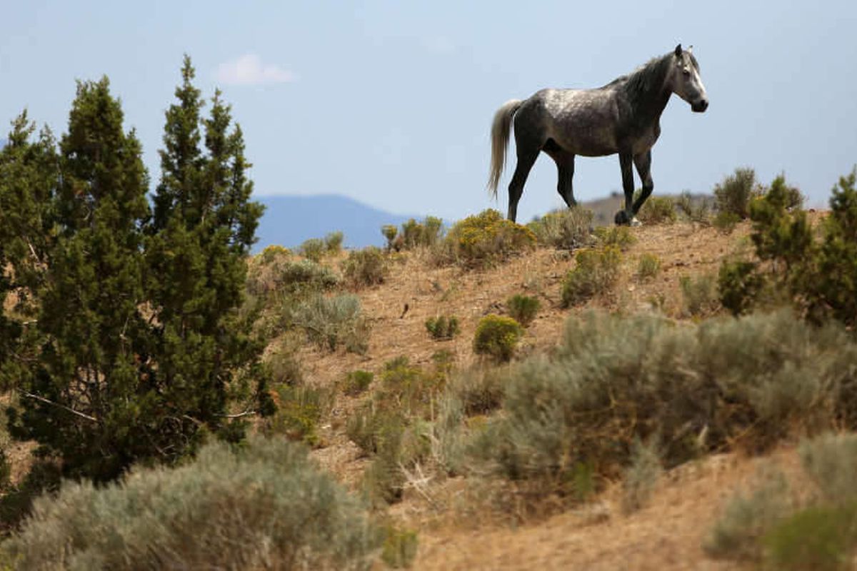 A wild horse walks up a hill covered in sagebrush in the Cedar Mountain range on Thursday, July 18, 2013. The Senate Natural Resources Committee enthusiastically endorsed a resolution Thursday that tells the federal government that management of wild hors