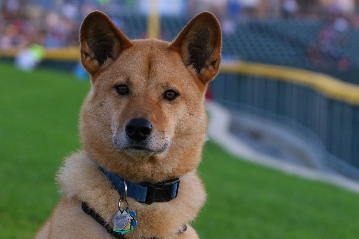 Handsome tan dog with ears pointed up stares directly at the camera. The backdrop is the berm behind an outfield wall.