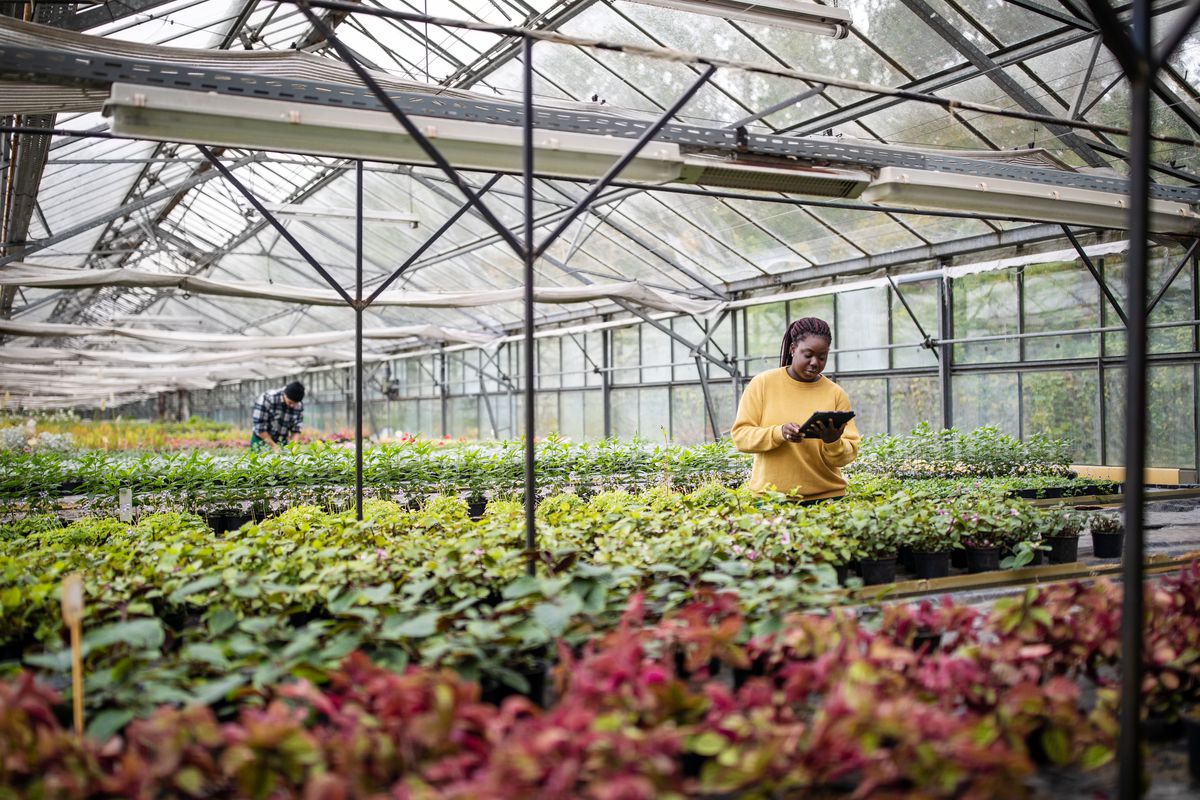 A person using a digital tablet inside a garden center’s greenhouse full of plants.