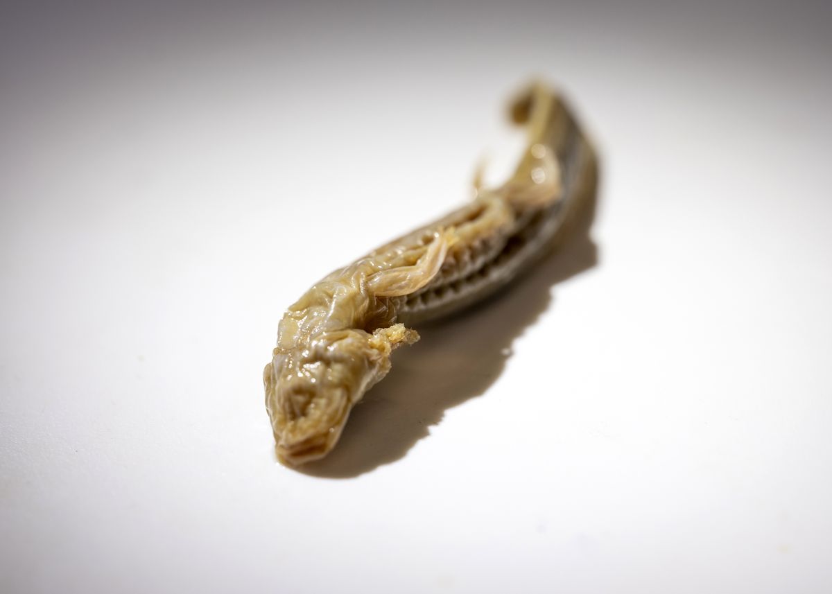 Une photo saisissante d'une salamandre morte à l'aspect un peu effrayant, la 