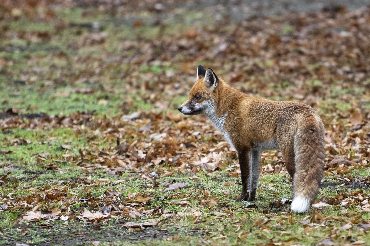 Fox in government district - weather in Berlin