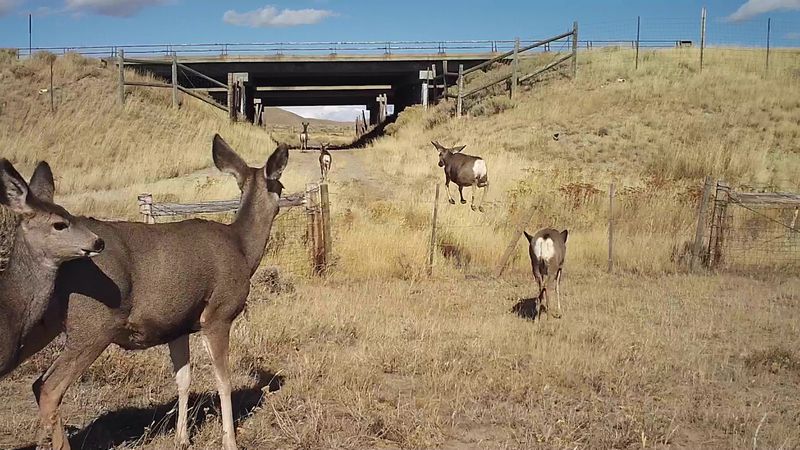 Four mule deer face an underpass underneath an elevated highway
