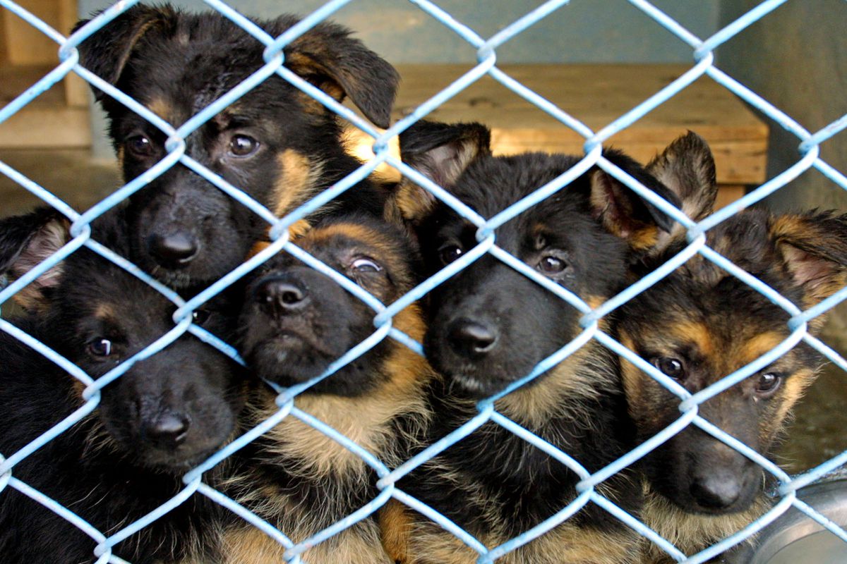 Puppies behind a fence