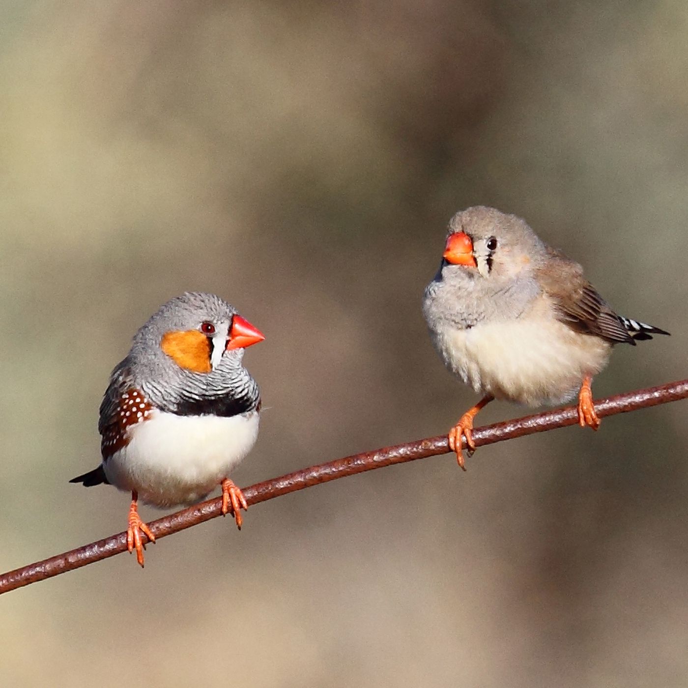 Zebra Finches Sing To Eggs To Prepare Babies For Global Warming The Verge,Tiny House Communities In Southern California