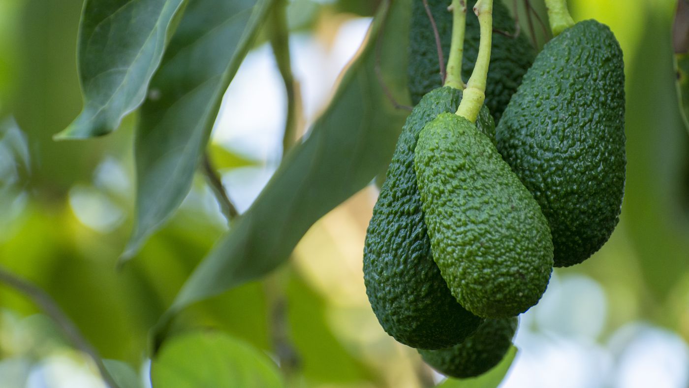 Um abacate árvore de abacate cultivado pode levar frutas