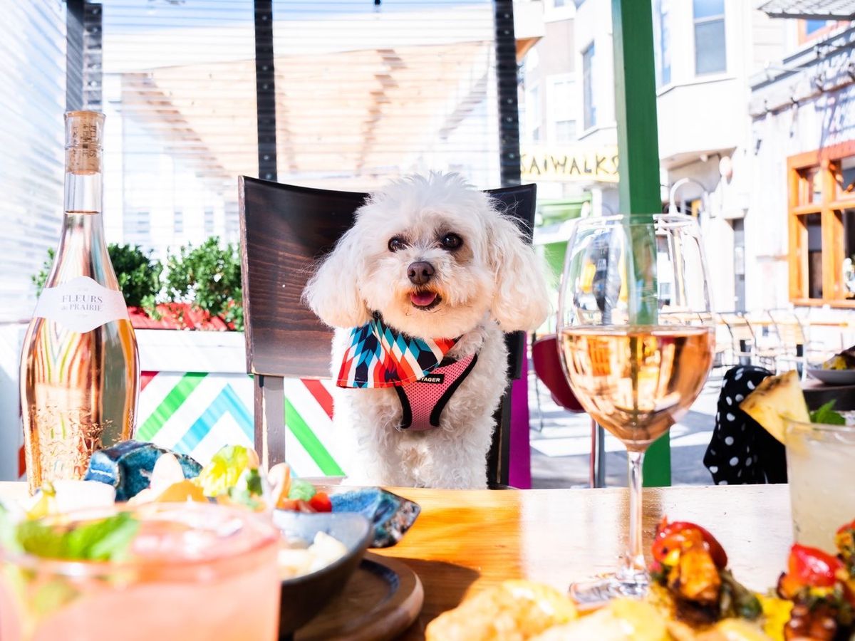 A dog at a table of food and drinks.