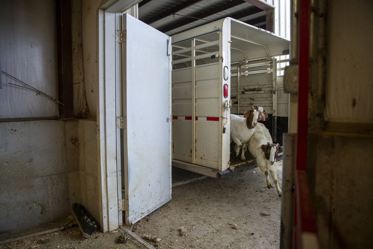Goats walk to the Utah State University Animal Science Farm before receiving ultrasound scans in Logan on Thursday, January 13, 2022.