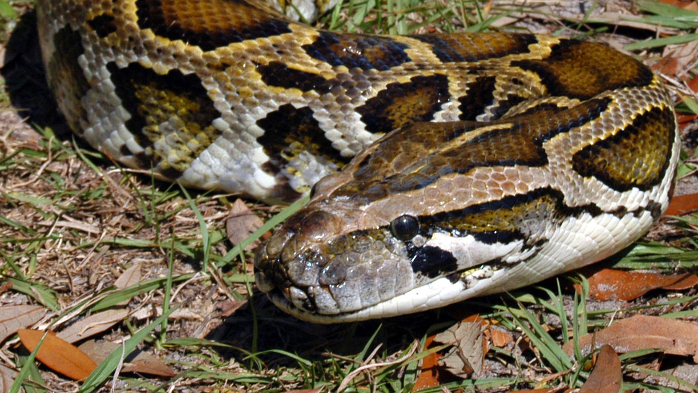 This 14-foot python was caught with 3 deer in its gut. That's a bad sign. -  Vox