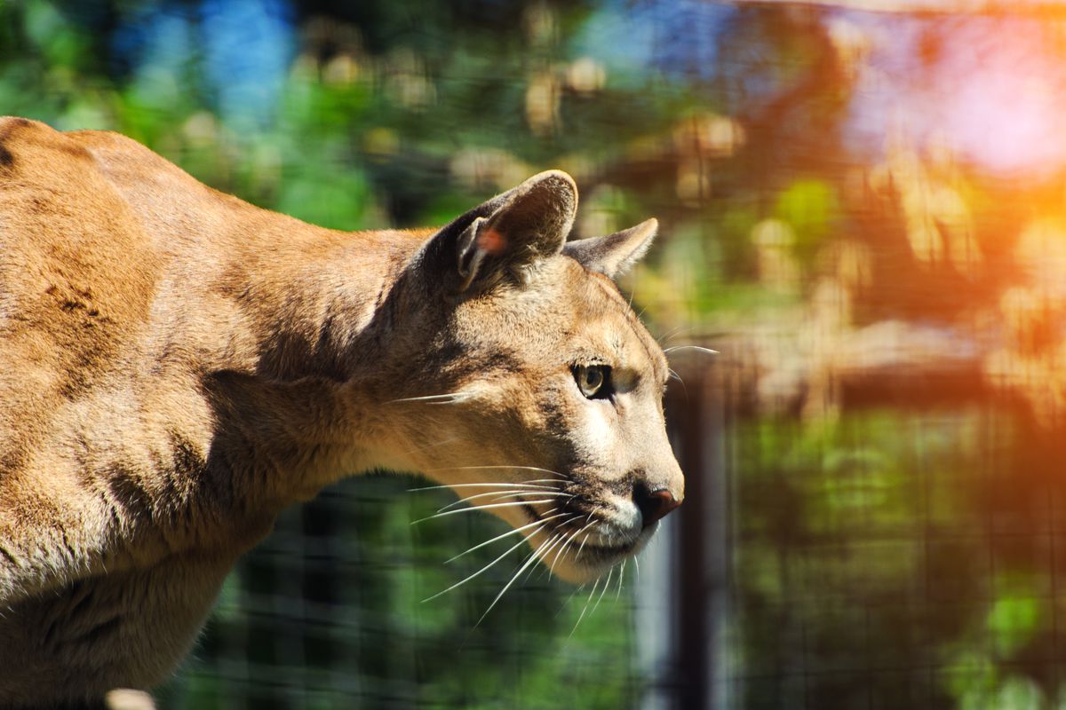 Potrait of a mountain lion in profile.