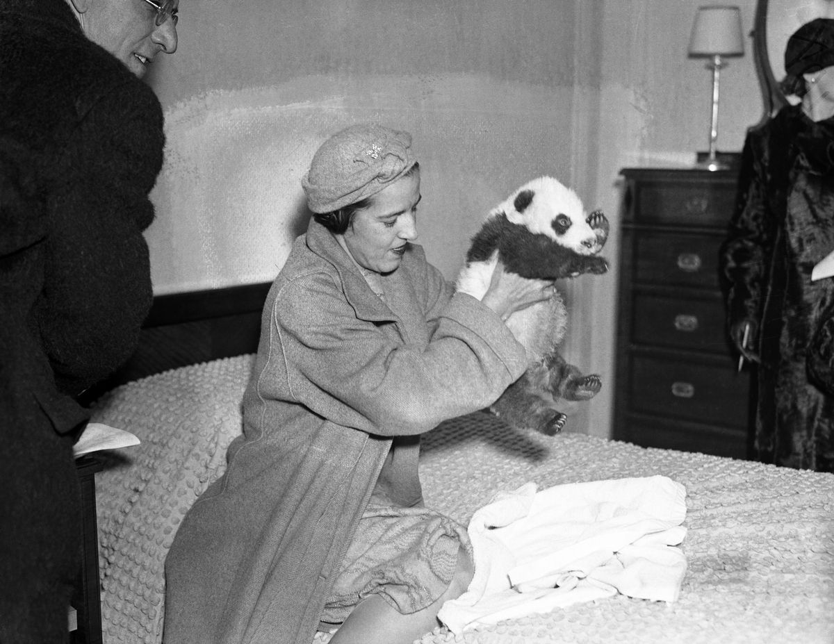A black-and-white photo of a woman holding a very cute baby panda, roughly the size of a large human infant. 