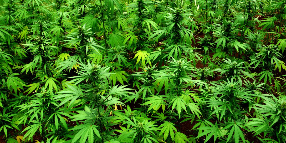 Marijuana legalization doesn't end racial disparities in weed arrests - Vox