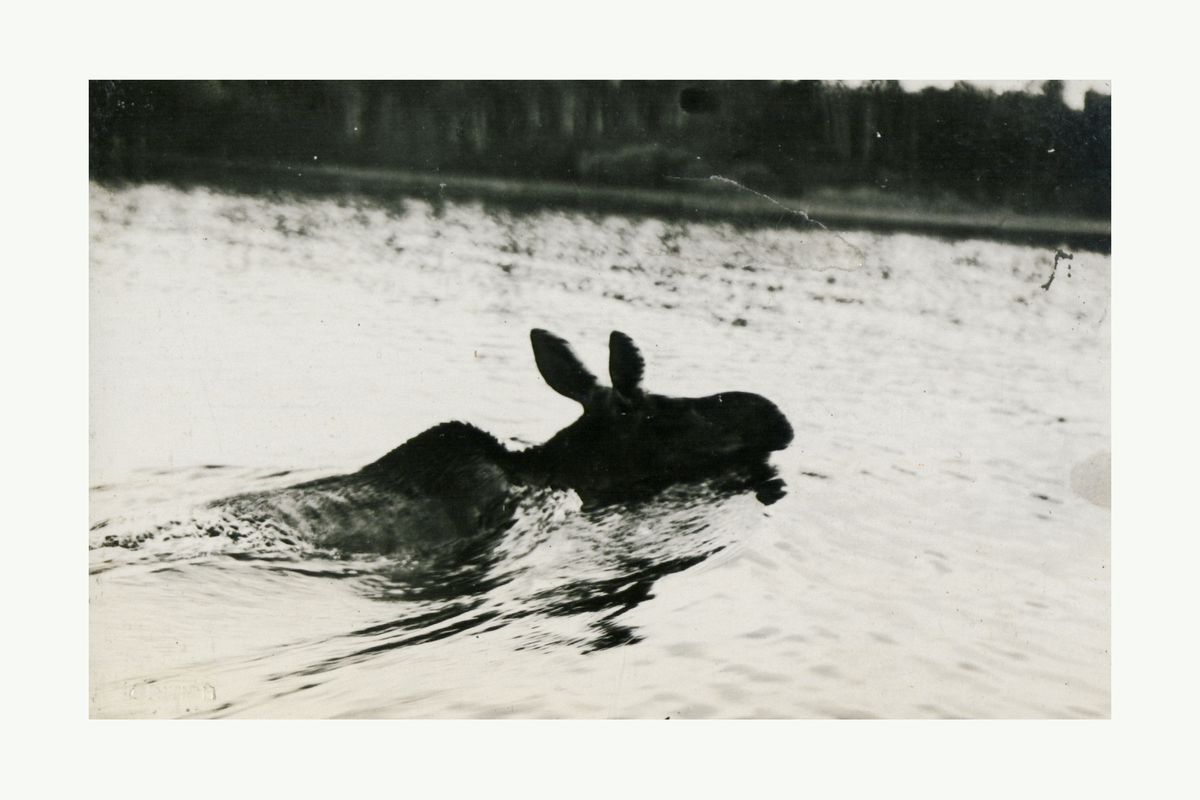 Side view of cow moose swimming