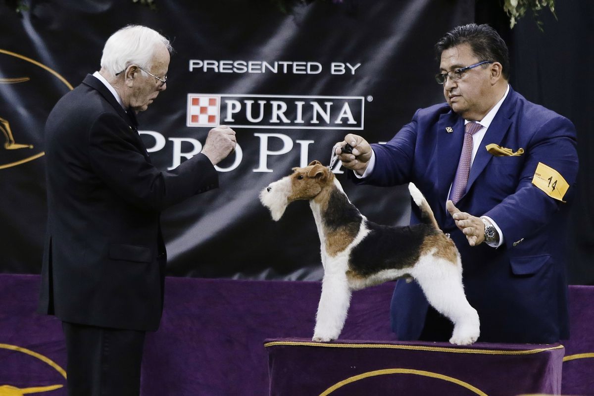 King, a wire fox terrier, competes in the Best in Show at the 143rd Westminster Kennel Club Dog Show on Feb. 12, 2019, in New York. King won Best in Show.