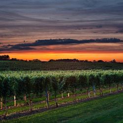 <a href="http://eater.com/archives/2011/07/12/new-yorks-hottest-19th-century-winegrowing-regions.php" rel="nofollow">New York State's Hottest 19th Century Winegrowing Regions</a><br />