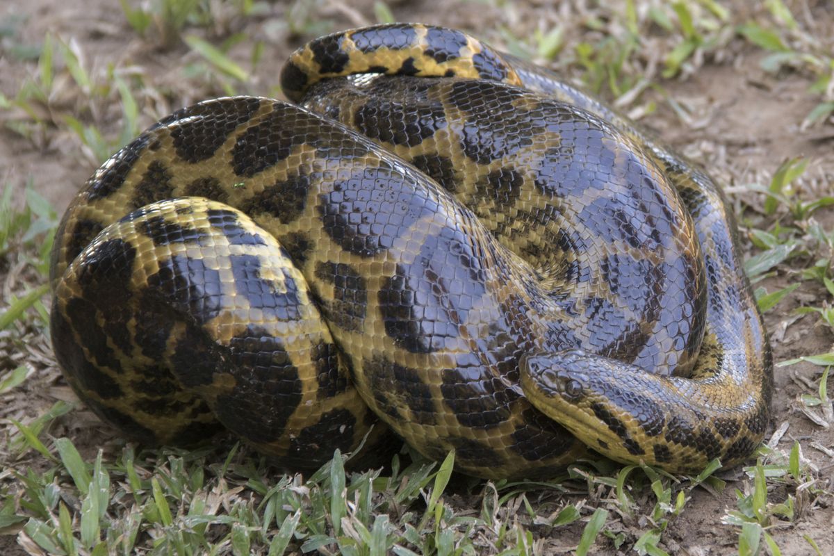 Yellow Anaconda (Eunectes notaeus) Pantanal