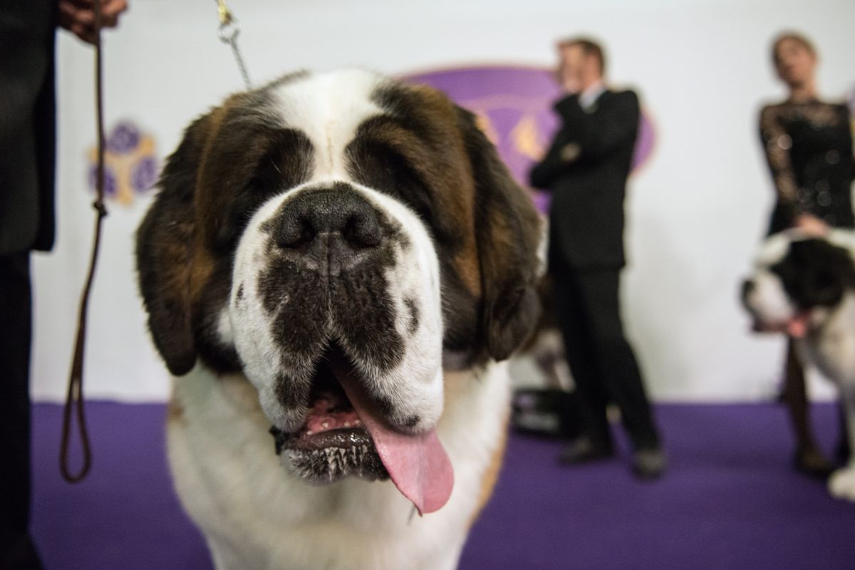 Annual Westminster Kennel Club Dog Show