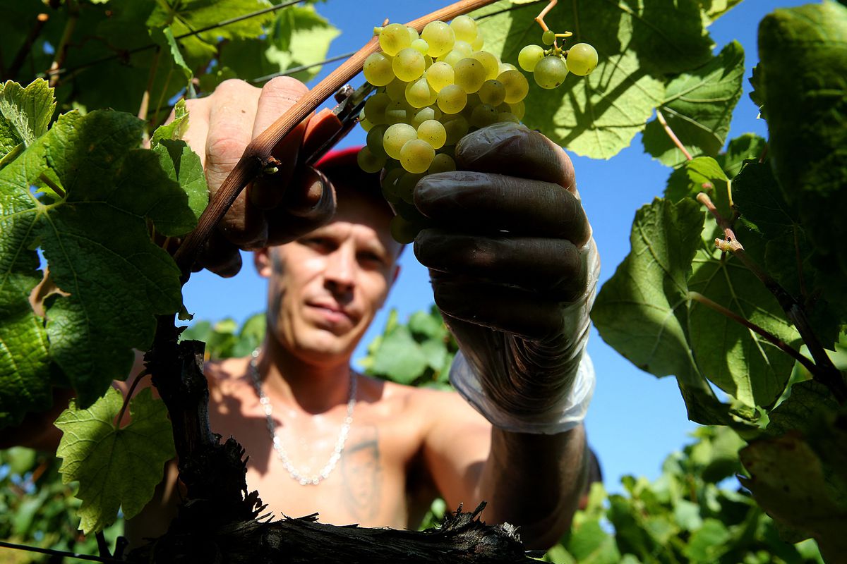 A person harvests grapes by hand for Champagne wine in a vineyard during a heat wave, in Ludes, central France, on September 8, 2023.