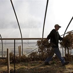 Tyson Roberts cleans up old tomato vines as he gets ready to plant new tomatoes at his farm in Layton Feb. 18.