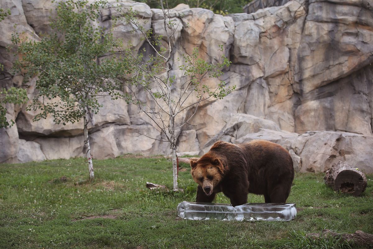 Chicago's Brookfield Zoo Tries To Keep Animals Cool During Heat Wave