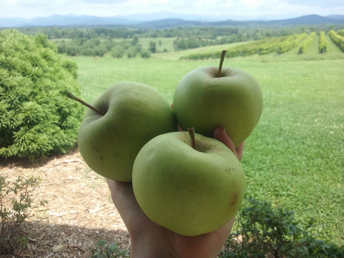 A hand holding up three granny smith apples in front of the apple orchard