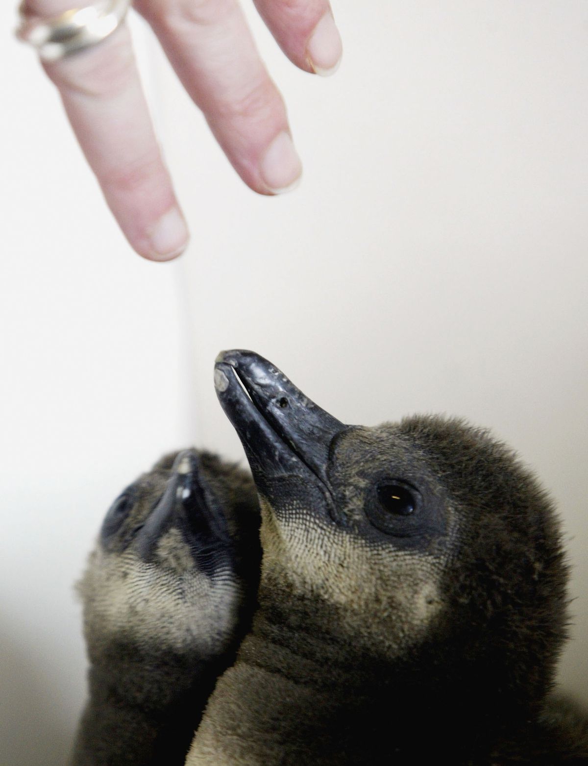 Baby Penguins Reared With Personal Touch At London Zoo