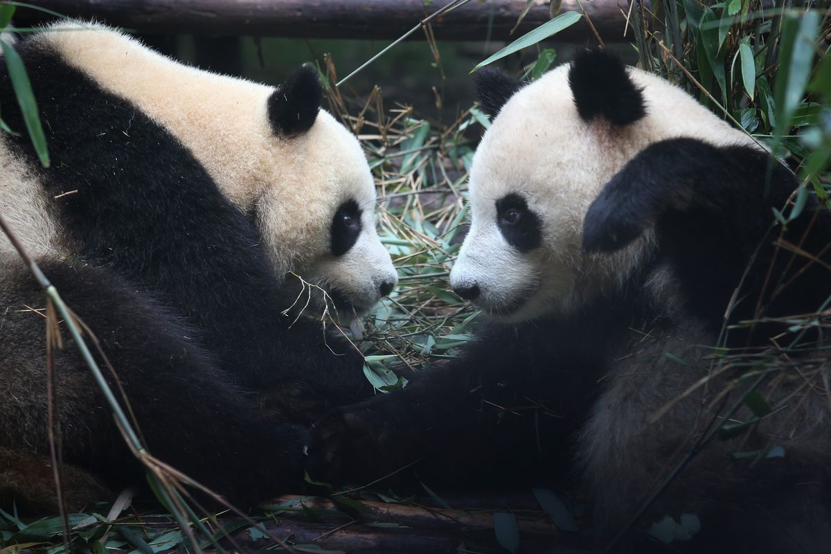 Newborn Cubs Bolster Panda Population In Sichuan Province