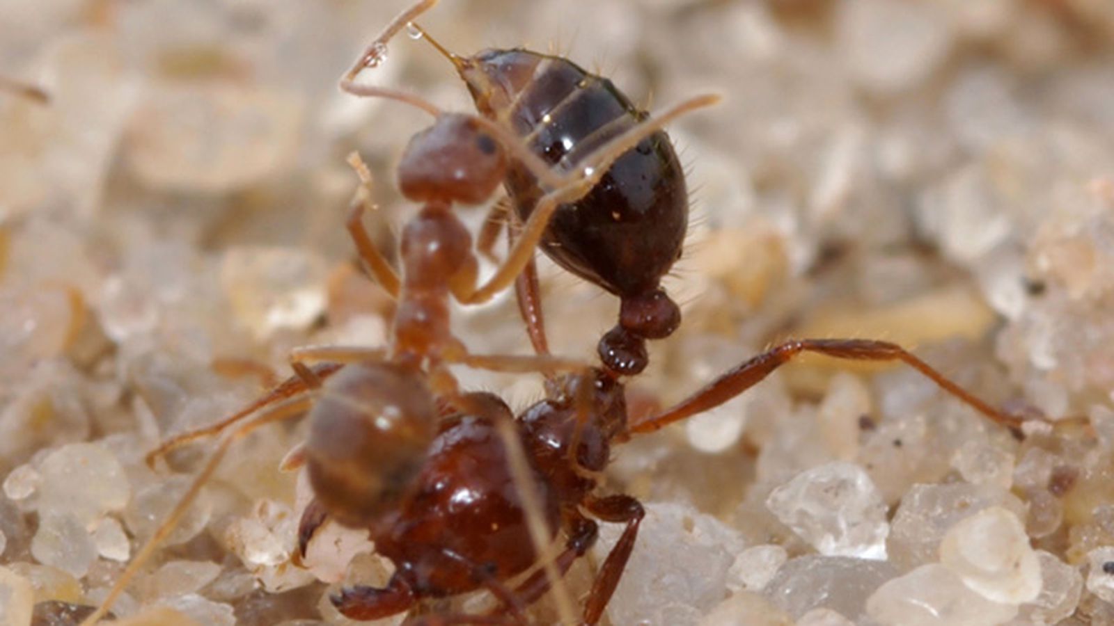 Огненные муравьи (Solenopsis Invicta)