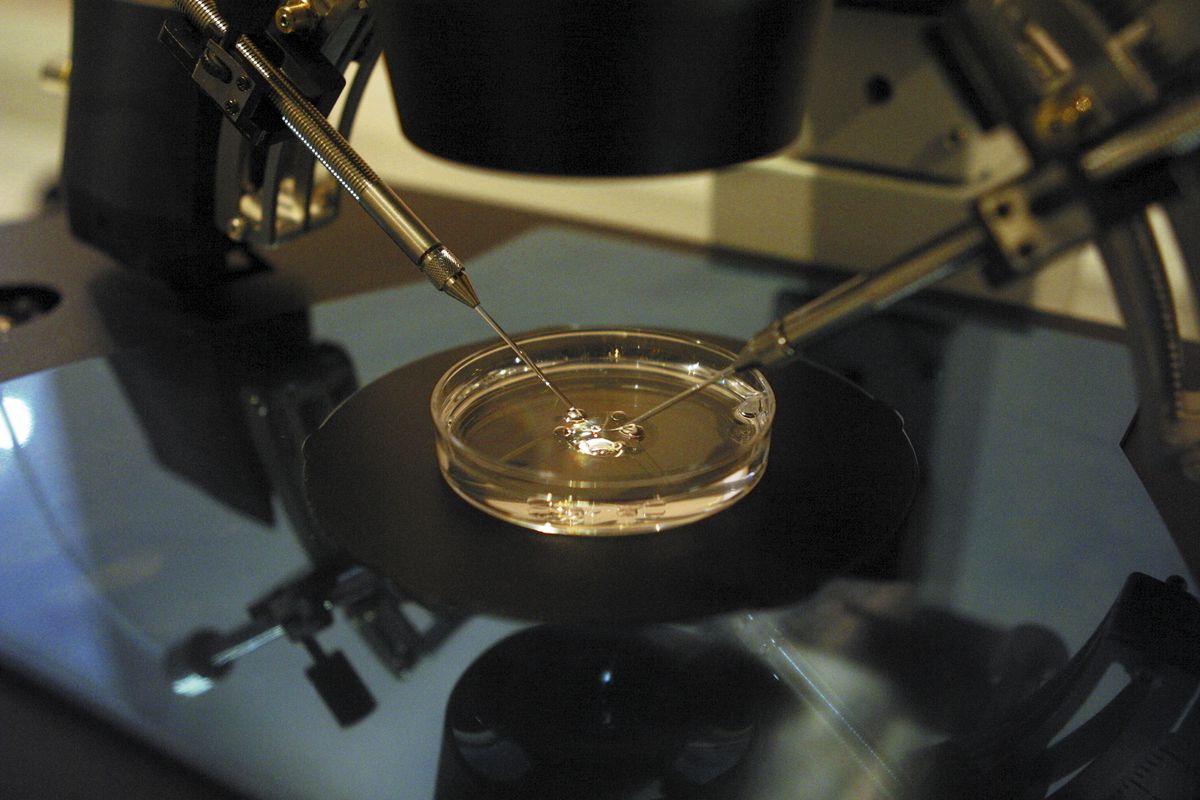 Fertilizing an egg under a microscope, as part of IVF treatment.