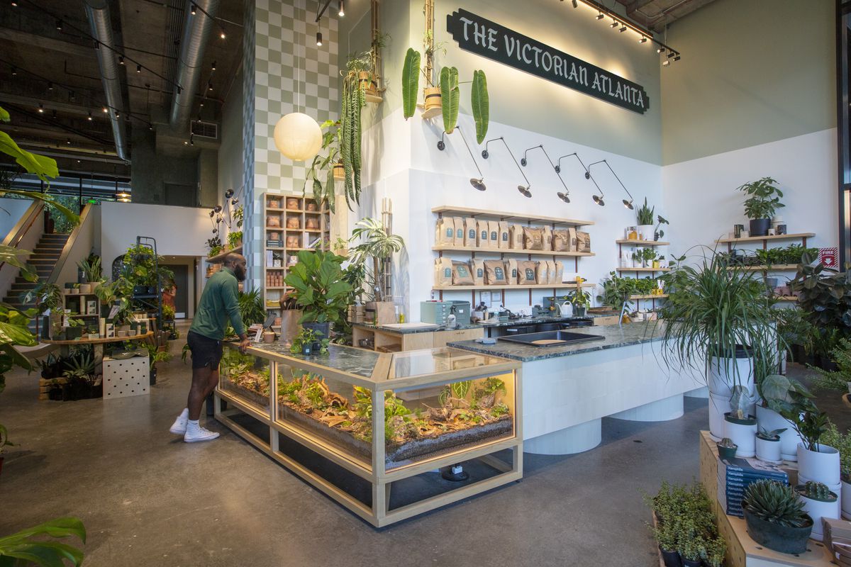A bald man with a black beard in a green long-sleeved shirt, black shorts, and white sneakers stands at the terrarium counter at plant shop the Victorian in Atlanta. The shop is filled with lush green plants set off against white walls and natural wood tones.